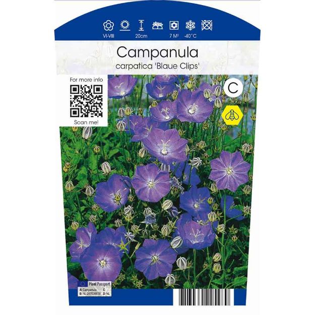 Image de Campanula carp. 'Blaue Clips' P11