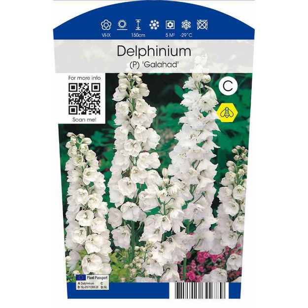 Image de Delphinium (P) 'Galahad' P11