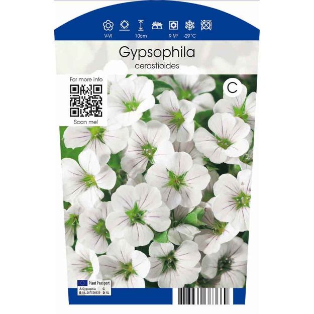 Image de Gypsophila cerastoides P11