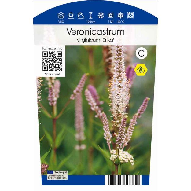 Image de Veronicastrum virginicum 'Erika' P11