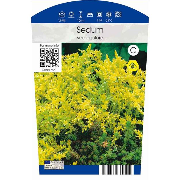 Image de Sedum sexangulare P11