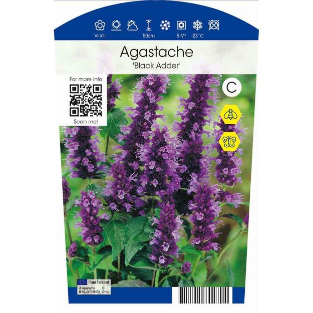 Image de Agastache 'Black Adder' P11