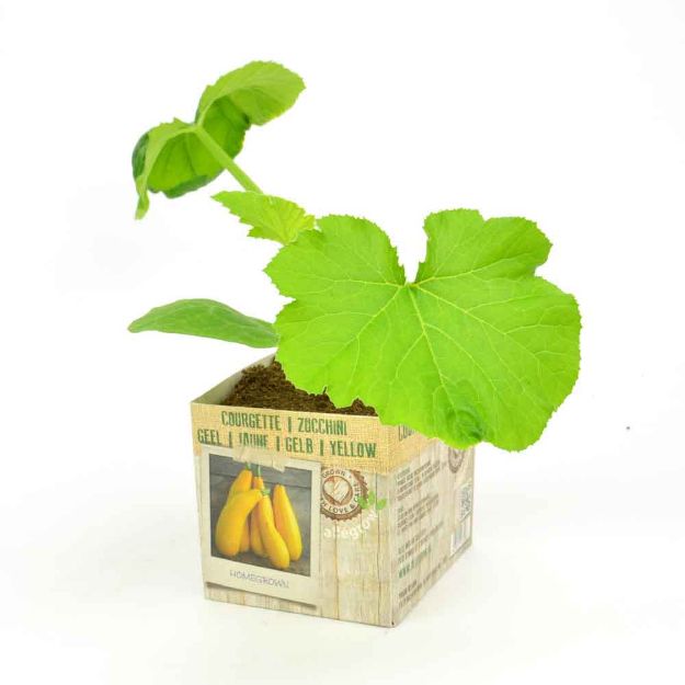 Image de Courgette jaune motte 10cm + boite