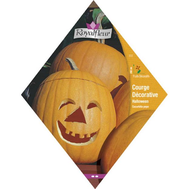 Image de COURGE DECORATIVE HALLOWEEN.