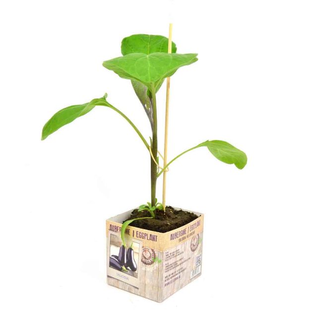 Image de Aubergine motte 10cm + boite