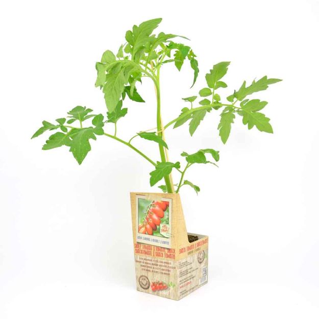 Image de Tomate snack greffée motte 10cm + boite