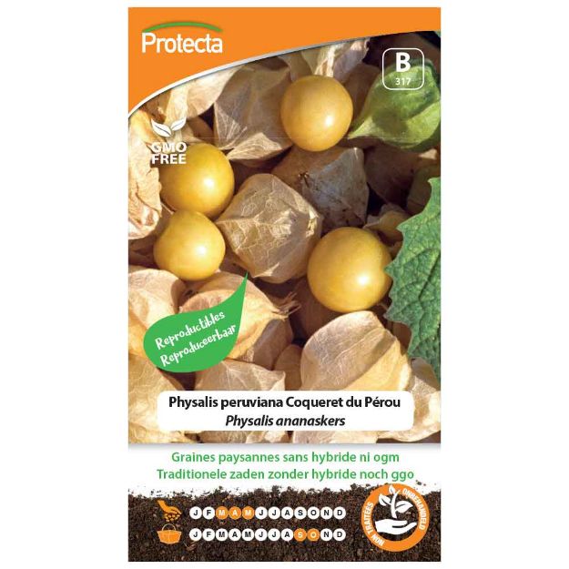 Image de Graines de physalis peruviana coqueret du pérou - Protecta