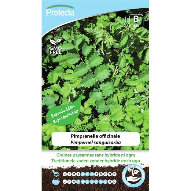 Image de Graines de pimprenelle officinale - Protecta