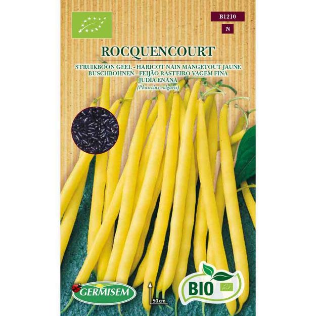 Image de Graines bio d' haricot nain mangetout jaune rocquencourt