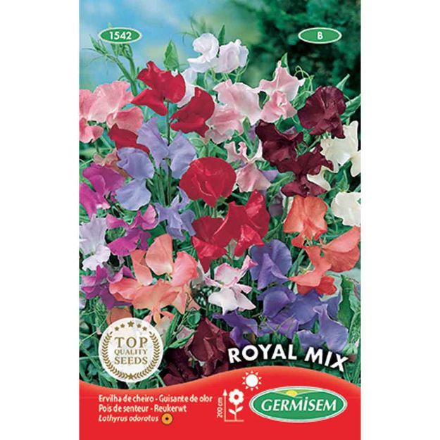 Image de Graines de lathyrus (pois de senteur) royal varié