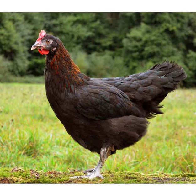 Image de Poule Marans