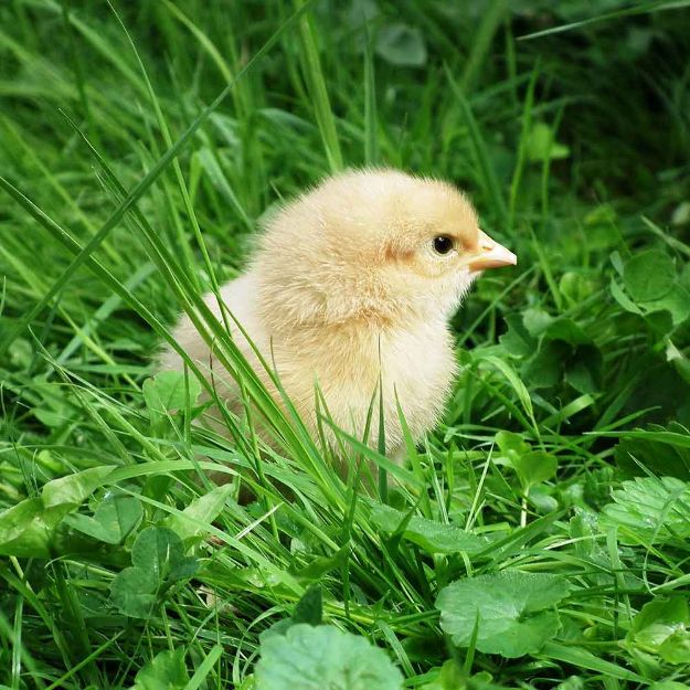 Image de Poussins mix races