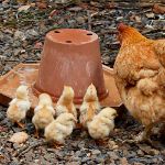 Image de Poussins mix races