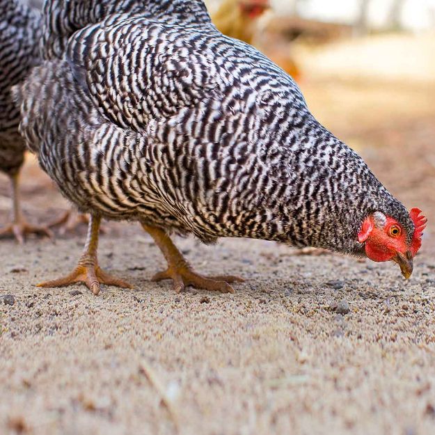 Image de Poule Pondeuse Coucou