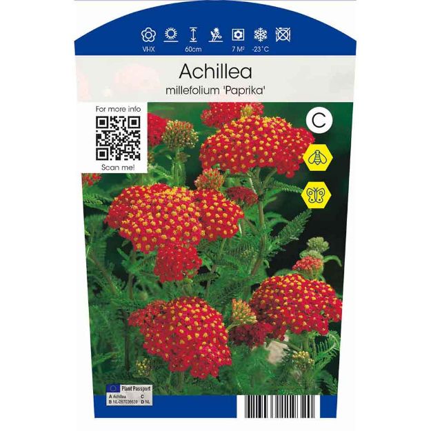 Image de Achillea mil. 'Paprika' P11.