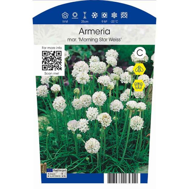 Image de Armeria mar.'Morning Star Weiss' P11