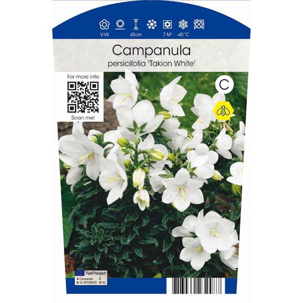 Image de Campanula persicifolia Takion F1 White P11