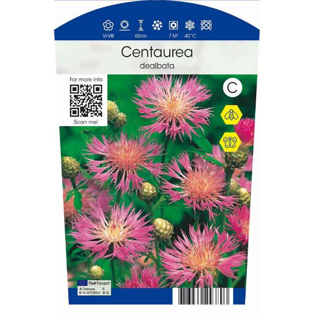 Image de Centaurea dealbata P11