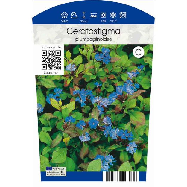 Image de Ceratostigma plumbaginoides P11