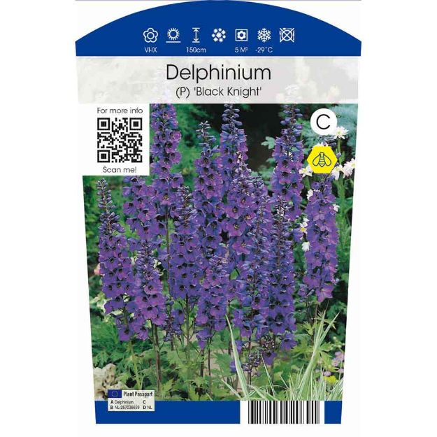 Image de Delphinium (P) 'Black Knight' P11