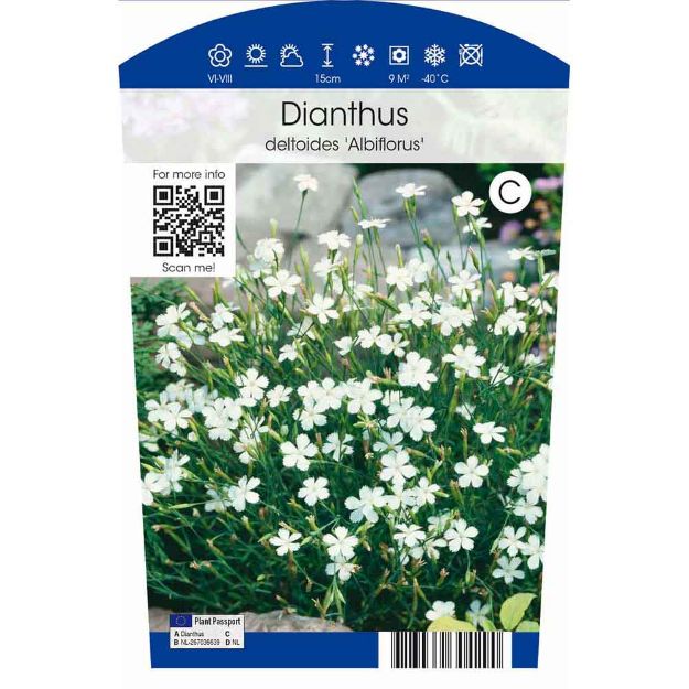 Image de Dianthus delt. 'Albiflorus' P11