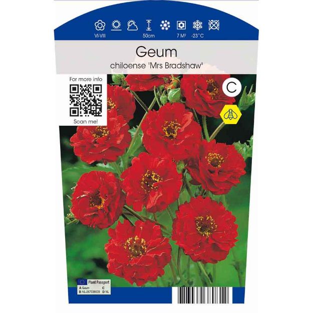 Image de Geum chiloense 'Mrs Bradshaw' P11