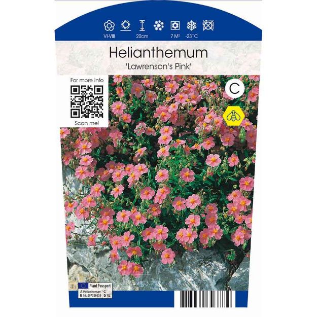 Image de Helianthemum 'Lawrenson's Pink' P11