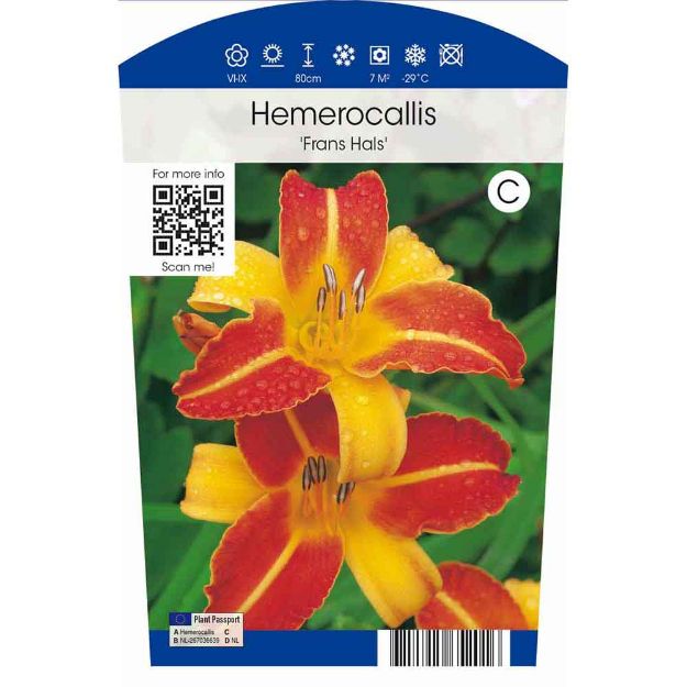 Image de Hemerocallis 'Frans Halls' P11