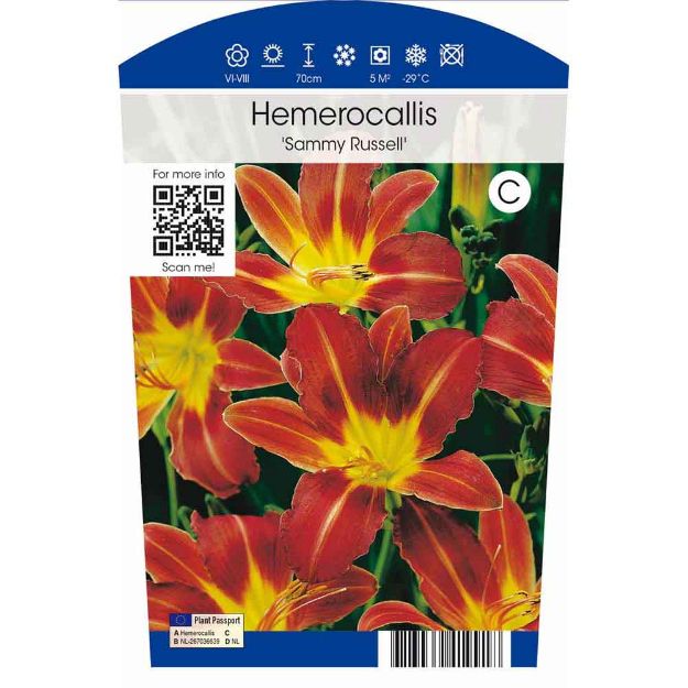 Image de Hemerocallis 'Sammy Russell' P11