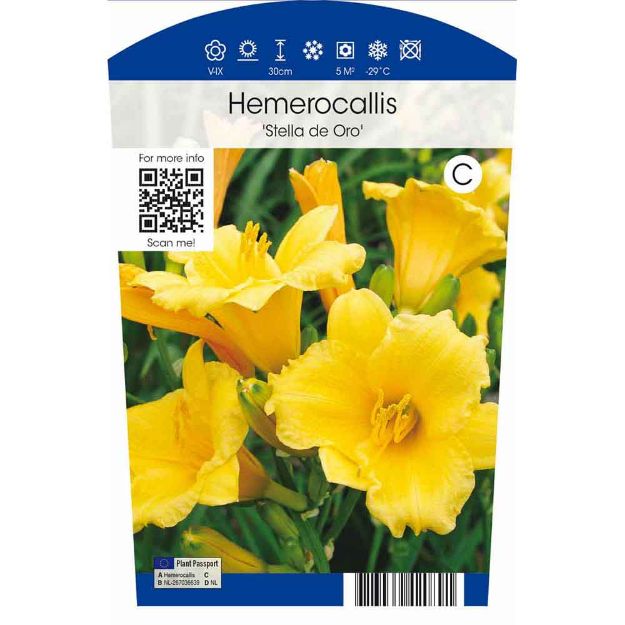 Image de Hemerocallis 'Stella de Oro' P11