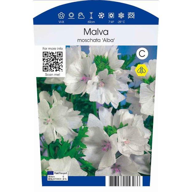 Image de Malva moschata 'Alba' P11