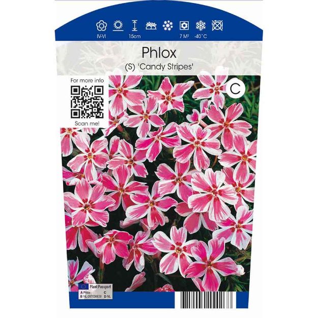 Image de Phlox (S) 'Candy Stripes' P11