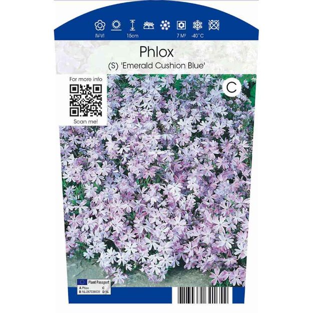 Image de Phlox (S) 'Emerald Cushion Blue' P11