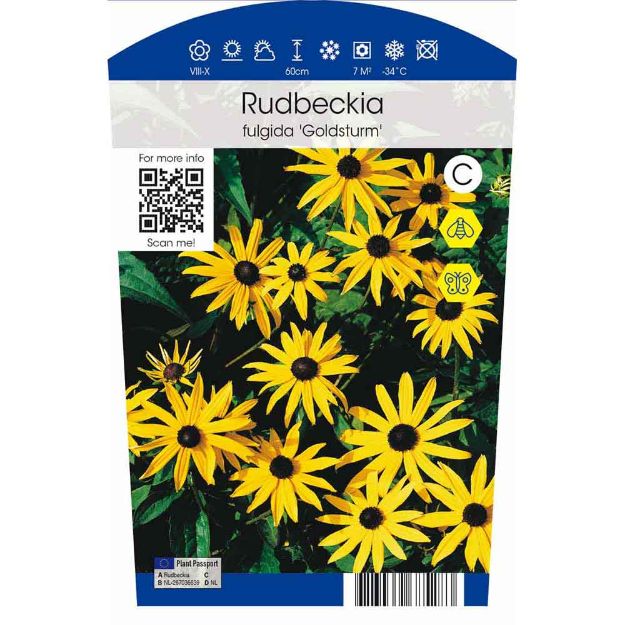 Image de Rudbeckia fulgida 'Goldsturm' P11