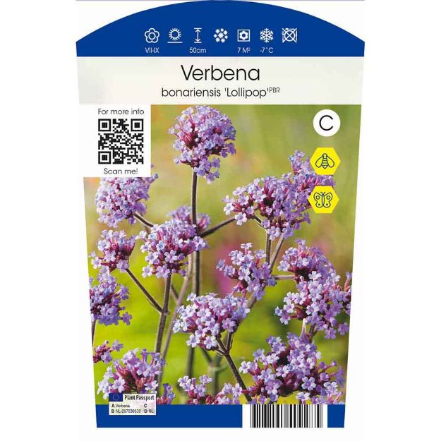 Image de Verbena bonariensis 'Lollipop' P11