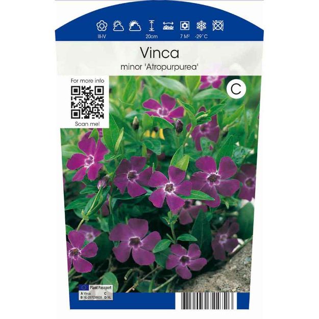 Image de Vinca minor 'Atropurpurea' P11