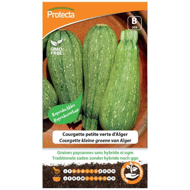 Image de Graines de courgette petite verte d'alger - Protecta