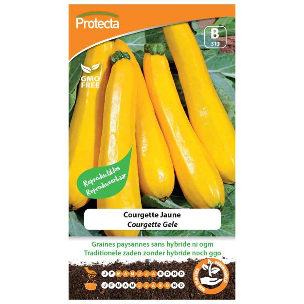 Image de Graines de courgette jaune - Protecta