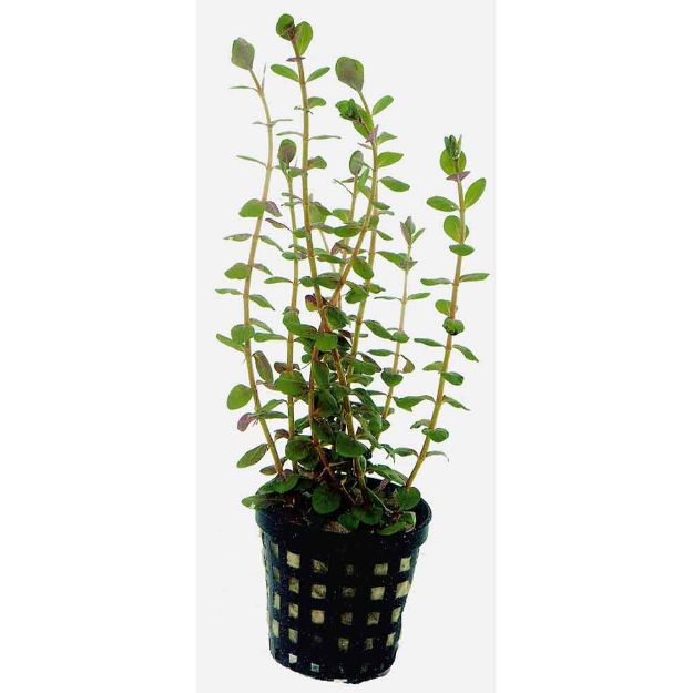 Image de Plante Rotala Rotundifolia 5 Cm En Pot