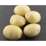 Image de Plant COLUMBA Fr 28/35 1.5kg