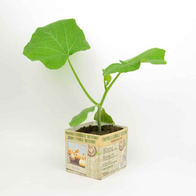 Image de Citrouille butternut motte 10cm + boite