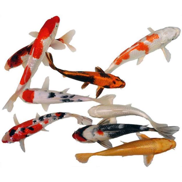 Image de Koi israel 25-30 cm