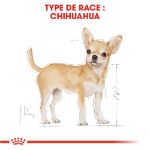 Image de BHN CHIHUAHUA 1,5kg