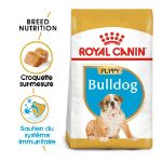 Image de BHN BULLDOG PUPPY 3kg