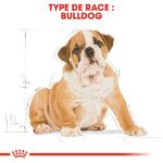 Image de BHN BULLDOG PUPPY 3kg