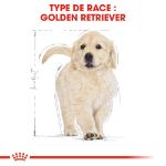 Image de BHN GOLDEN RETRIEVER PUPPY 3kg