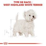 Image de BHN WEST HIGHLAND WHITE TERRIER 1,5kg