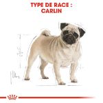 Image de BHN PUG 1,5kg