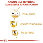 Image de BHN PUG 1,5kg