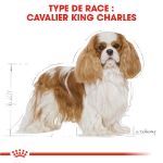 Image de BHN CAVALIER KING CHARLES 1,5kg